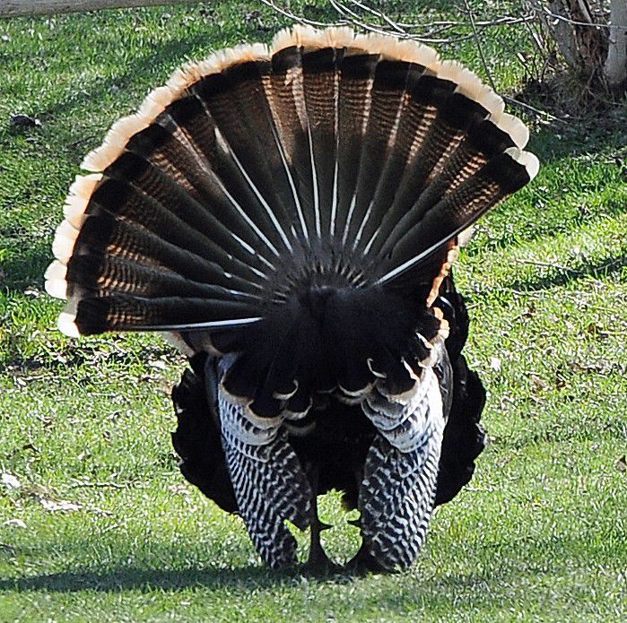 Turkey fan